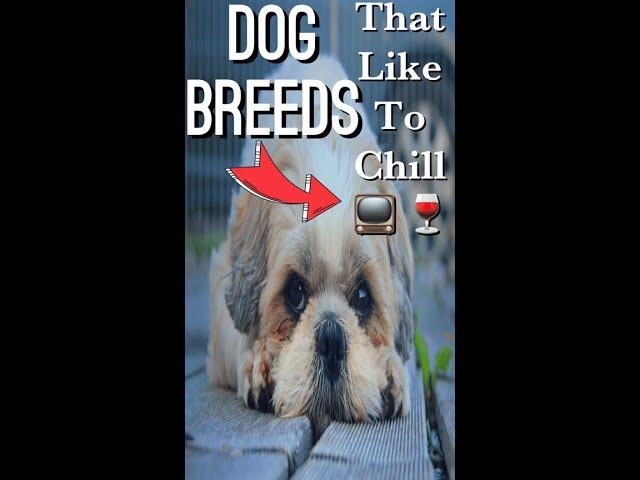 Small dog breeds that like to chill | perfect lapdogs | #shorts #hackualfactual #dogs #cutedogs