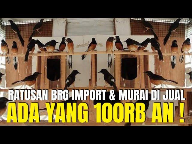 TUMPAH RUAH ! RATUSAN EKOR BURUNG IMPORT DAN MURAI BATU DI JUAL ADA YG 100RB AN !