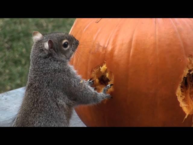 Squirrels Carve Face in Pumpkin!