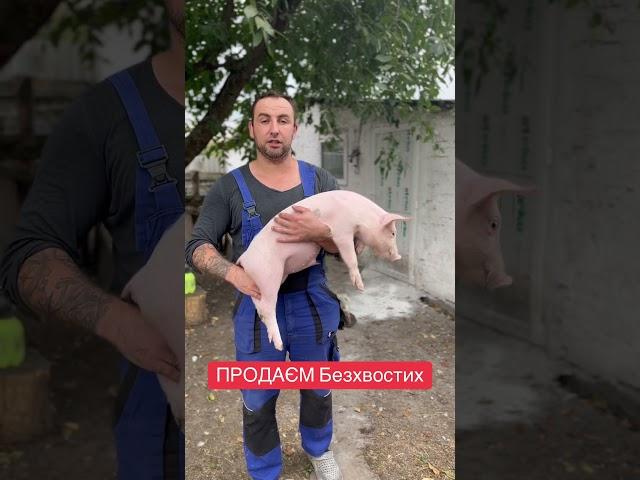 Продаєм ПОРОСЯТ