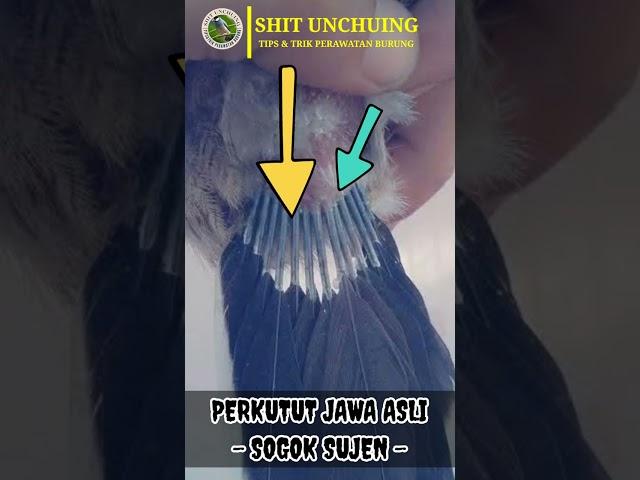 Perkutut Sogok Sujen | Penyingkir Dedemit part 2