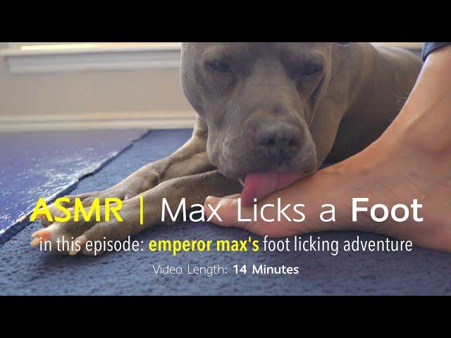 Max Licks | Foot | ASMR DOG LICKING | No Talking