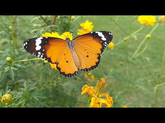 Butter fly Sitting on Flowers | Manish nature world |4k ultra | butterfly # flowers # Sitting