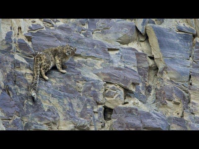 Scaling up Snow leopard conservation in Pakistan - full length