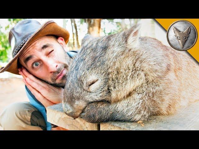 DON'T WAKE the WOMBAT?!