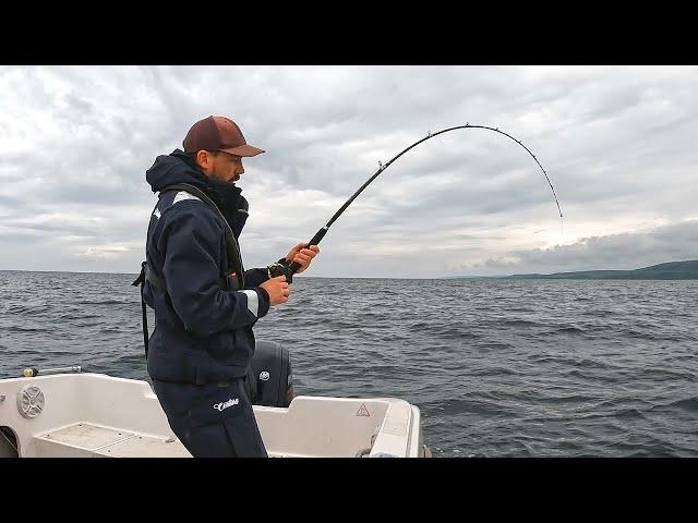 Catching Tope Using Pollack | Sea Fishing UK