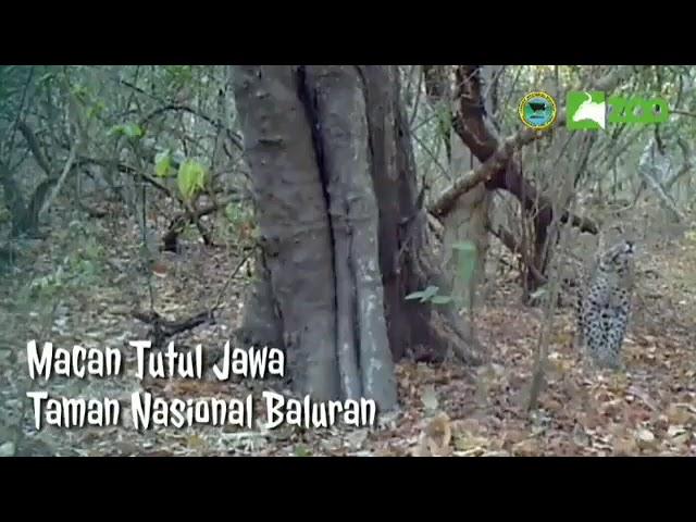 Kamera Trap ! Macan Tutul Jawa di Taman Nasional BALURAN