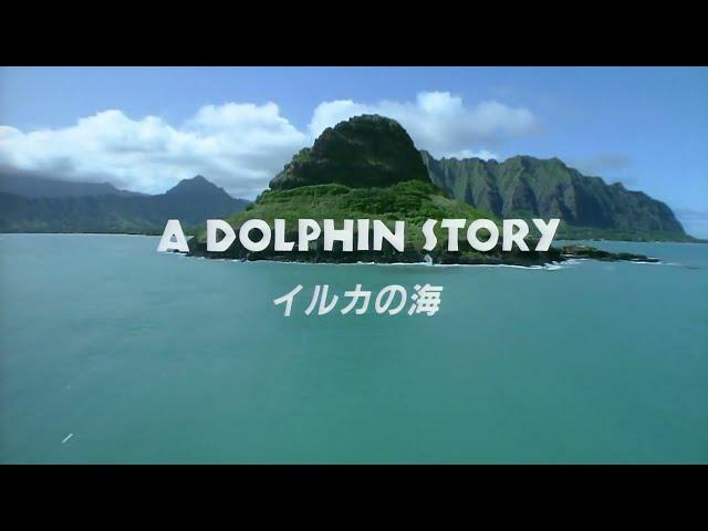 A DOLPHIN STORY (일본 새벽 방송 감성 영상)