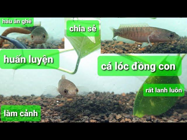 Chia sẻ cách nuôi cá lóc đồng con làm cảnh rất háu ăn và lanh luôn