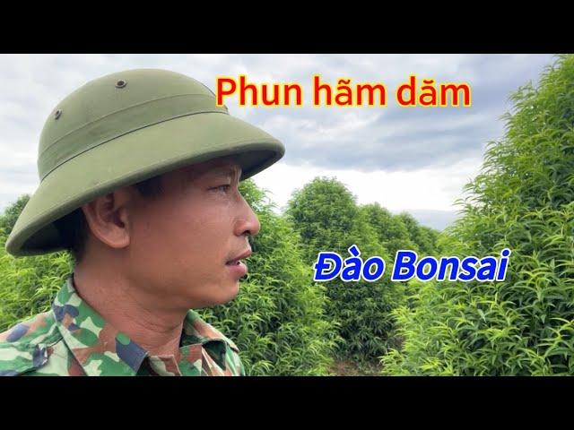 Đào Tết - Phun hãm dăm đào Bonsai phục vụ tết Nguyên Đán 2025 - Vườn Nhà Bon (p104)#daotet