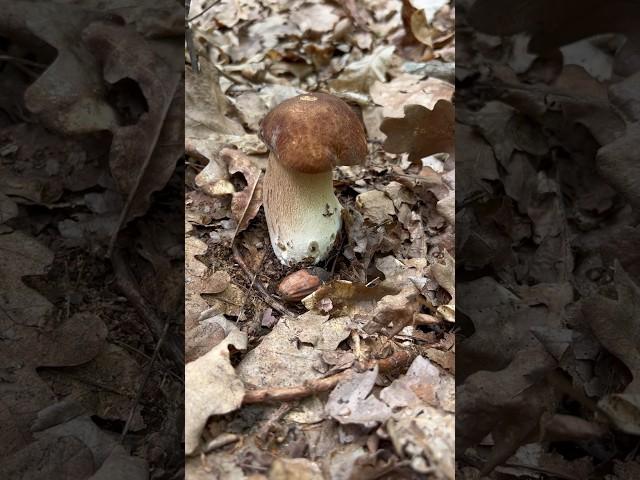  Boletus #grzyby #boletus #pilze #funghi #porcini #гриби #mashroom #boleto