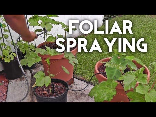 Foliar spraying with seaweed and/or fish emulsion to fertilize plants