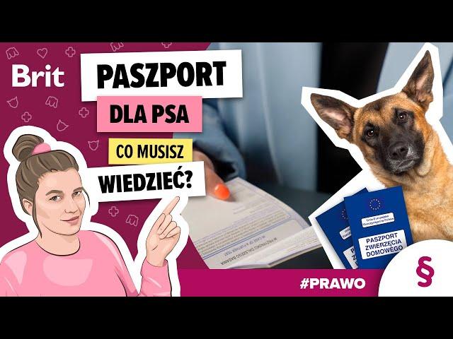 PRAWO: Paszport dla psa - wszystko, co musisz wiedzieć - Brit Polska