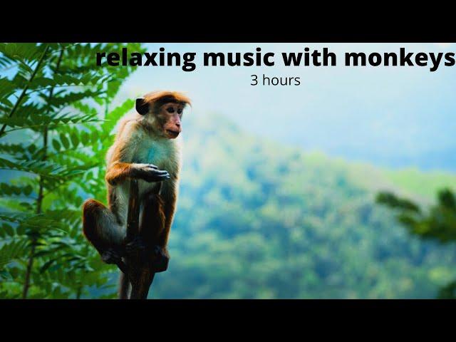 Relaxing sleep music with monkeys