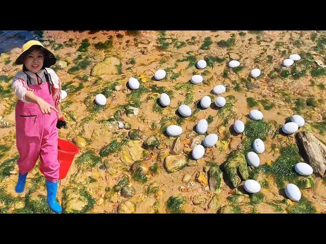 [ENG SUB] Xiao Zhang got 2 big flounders  lots of sea duck eggs & rare blue jellyfish!