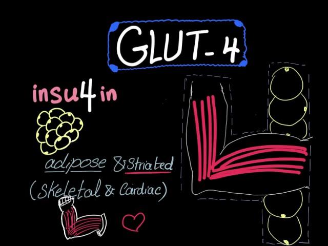 Glucose Transporter 4 (GLUT-4)