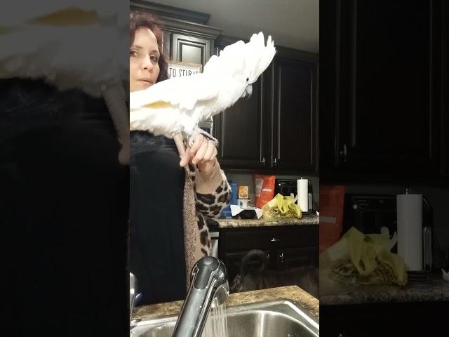 Ozzie gets excited!! #parrot #cockatoos #birds #pets #cockatoolife