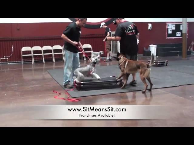 Teaching Manners to small dogs (Episode 4)