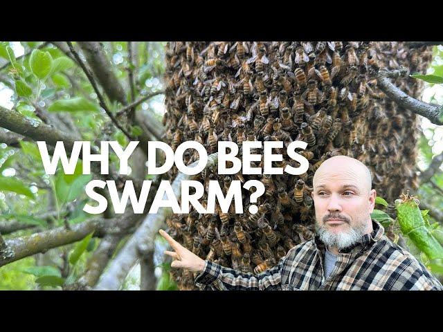 Why do beehives swarm??