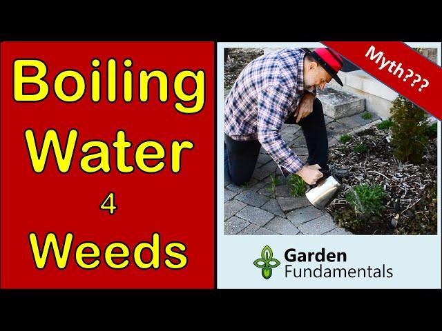 Does Boiling Water Kill Weeds? See For Yourself