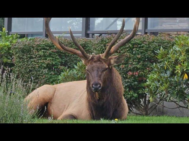 'Bruiser' the Whidbey Island resident elk is in his yearly grumpy mood