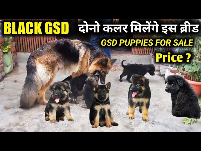 Black german shepherd | gsd Puppies for sale | Home breeding gsd puppies