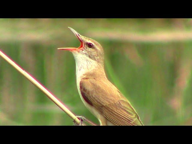 Камышовка дроздовидная поёт (голоса птиц) || Reed warbler (bird voices)