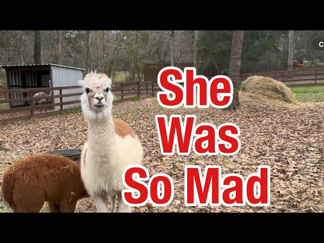 My Alpacas Are Mad