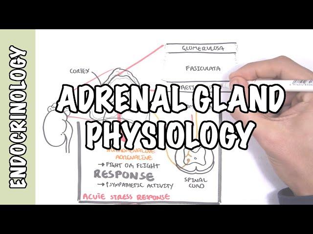 Endocrinology - Adrenal Gland Hormones