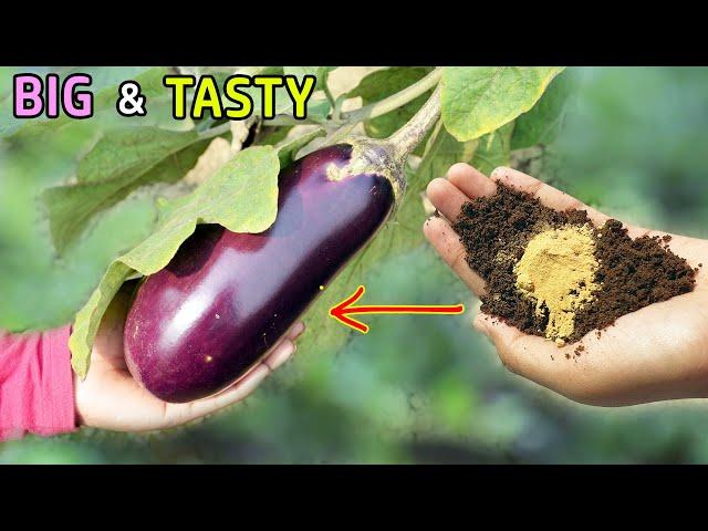 10 TRICKS TO GROW LOTS OF EGGPLANT | GROWING BRINJAL IN POTS