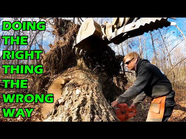 Turning a Massive Oak Tree into Firewood