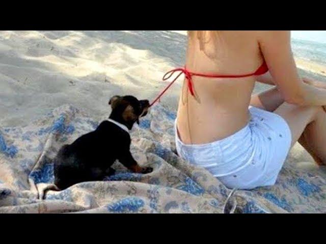 TRY NOT TO LAUGH  Cute DOG Videos   Pets Castle