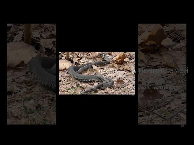 BBC Спаривание змей #bbc #BBC #snake #snakes #breed #змеи #змея #donbass #донбасс #wildlife #shorts