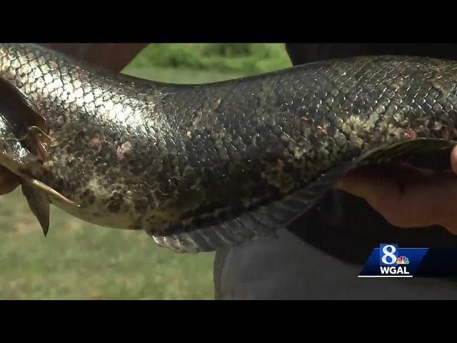 Fisherman catches invasive snakehead in Pennsylvania creek