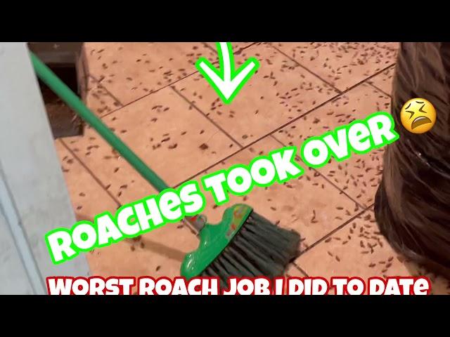 Roaches worst infestation in man kind