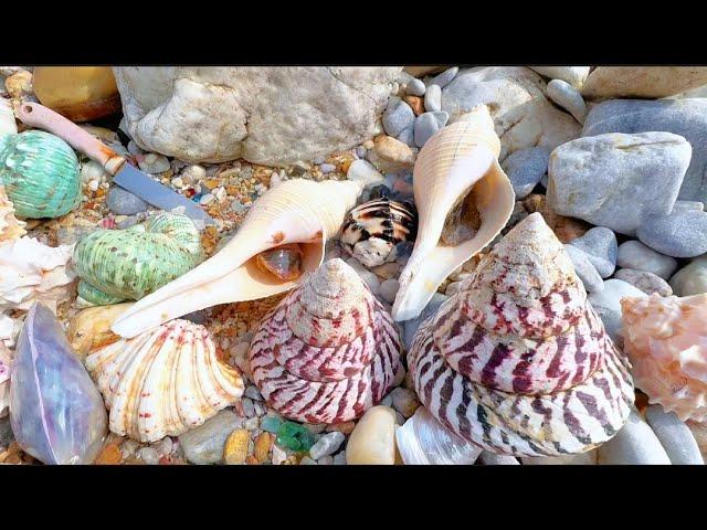 100-year-old Pagoda Sea Pearl Snail, The Hunt for Big Pearls on Pebble Beach