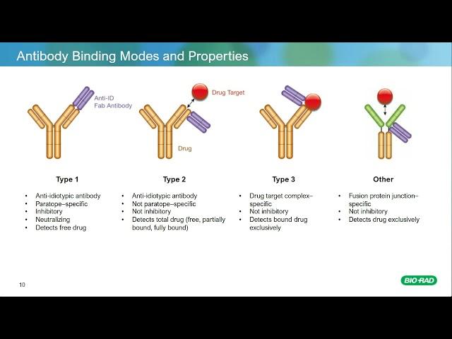 Overcome the Challenges of PK Assay Development Using TrailBlazer Antibodies