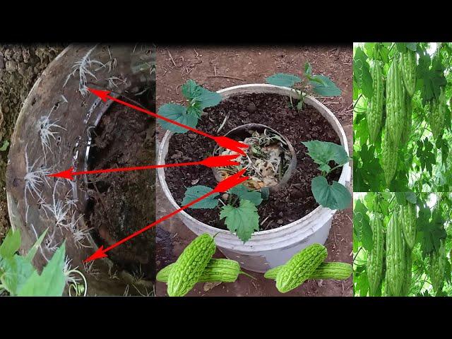 Recycle paint bucket and kitchen garbage to grow bitter melon at home