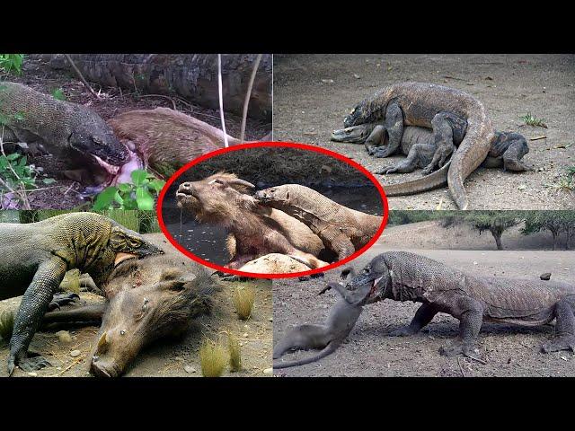 科莫多巨蜥生吞獵物的10個畫面，鏡頭記錄下全過程，真的太殘忍了，膽小者勿入！