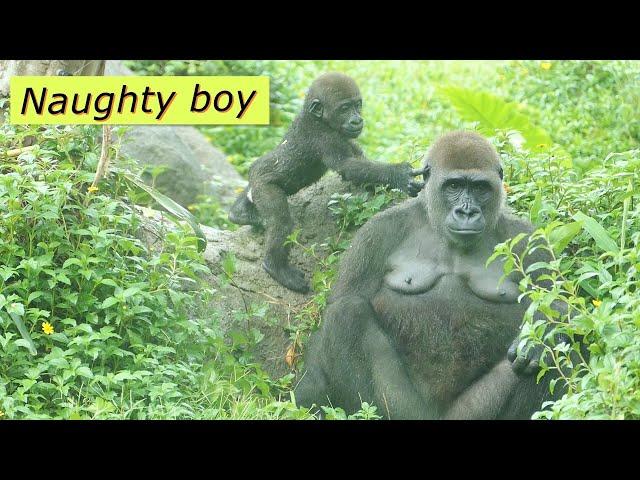 Baby gorilla Jabali poke mom's ear / Jabali調皮戳媽媽的耳朵
