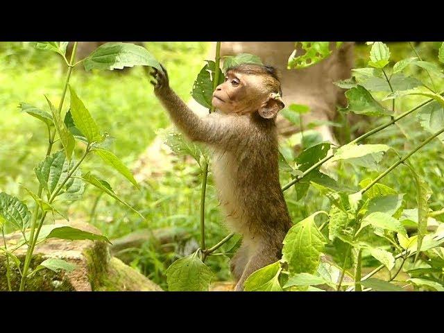 Cute Lovely Baby Maci Monkey | Baby Maci Find Food | Maci Love Follow Father Marcus | Monkey Crying