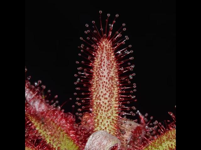 California Carnivores Timelapse Sundew Plant Eating