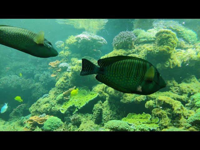 Aquarium Fishes. The most beautiful Zoo in the World. Tiergarten Schönbrunn Palace Austria Vienna