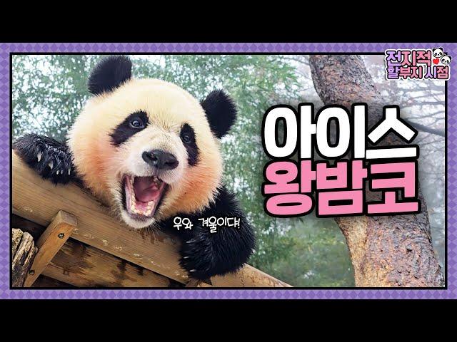 [Grandpa’s Perspective] ep.201 Ruihui's First Snow Play Ever  | Panda World