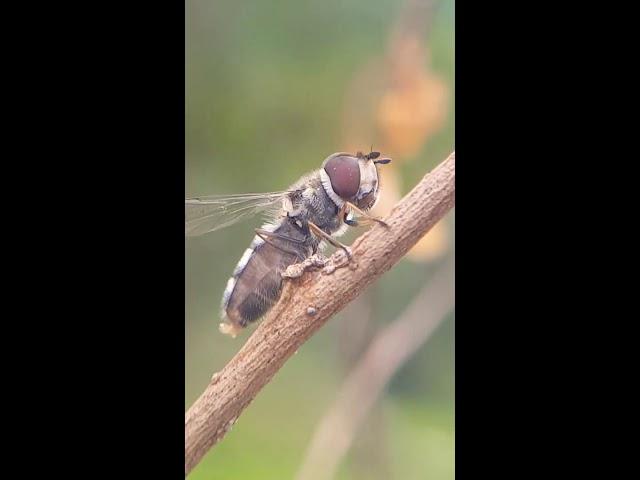 Genus Melangyna  || Knowledge about insects || Common ○ ● Bite, Sting Kill●○  #Insects