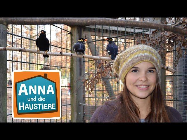 Beo | Information für Kinder | Anna und die Haustiere