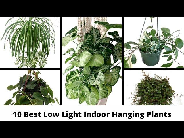 10 Best Low Light Indoor Hanging Plants / Hanging houseplants / Indoor Hanging Plants for Low Light