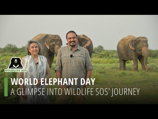 World Elephant Day: A Glimpse Into Wildlife SOS' Journey