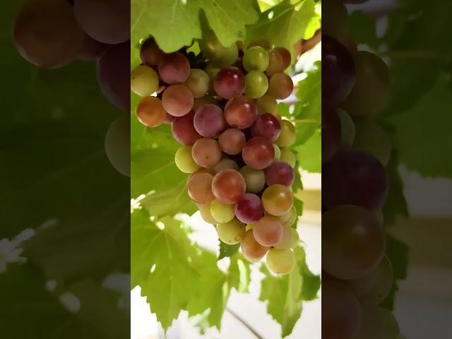 Organic Grapes @permaculturewithayaz