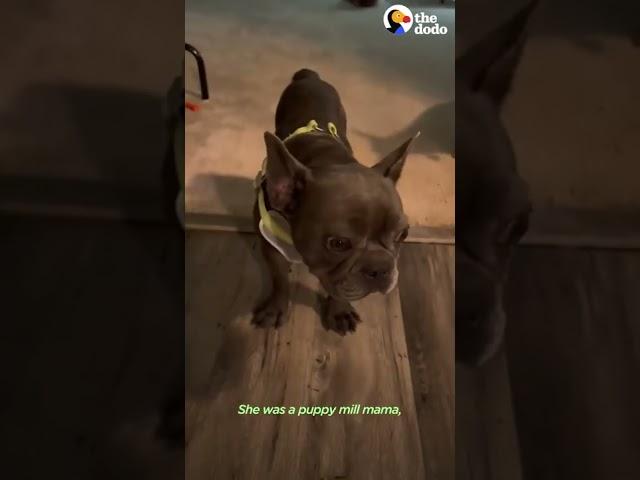 Terrified Frenchie Learns How To Feel Safe And Loved For The First Time